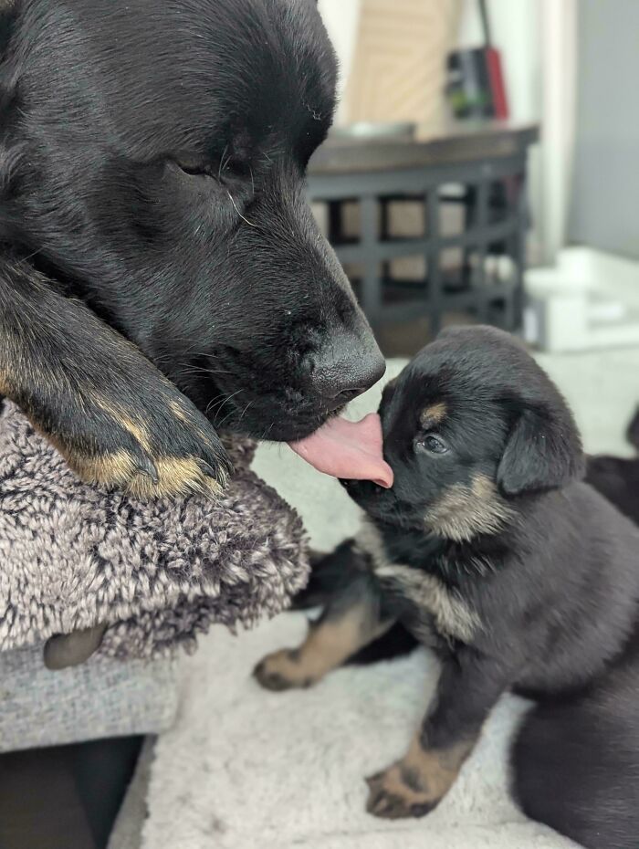 Black dog licking a puppy's face, creating a misleading and confusing photo that seems like a glitch in real life.