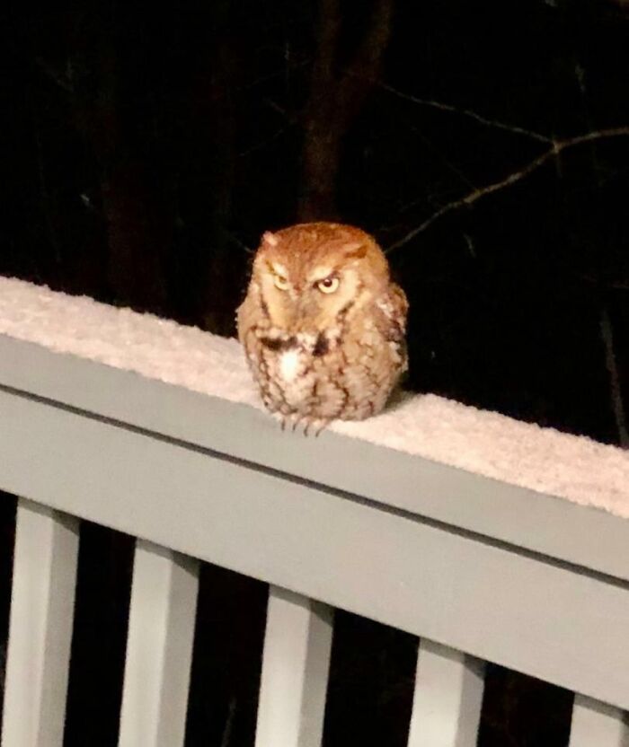 Small owl perched on a snowy railing at night, showcasing a wild and wholesome animal encounter in a surprise moment.