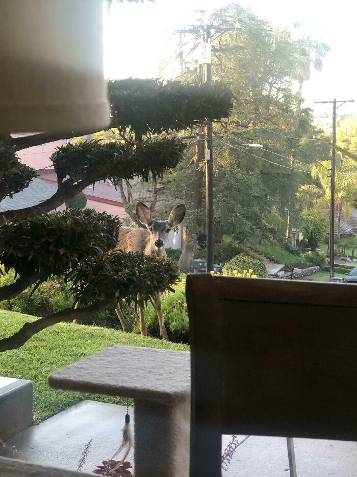 Deer peeking through bushes in a backyard, a surprising wild and wholesome animal encounter in a suburban setting.