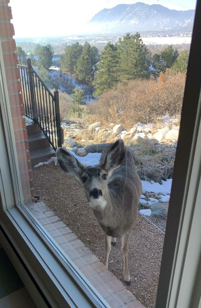Deer making a wild and wholesome animal encounter outside a home window with a scenic mountain background.