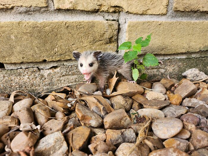 Baby opossum on rocks near brick wall, showcasing a wild and wholesome animal encounter that took people by surprise.