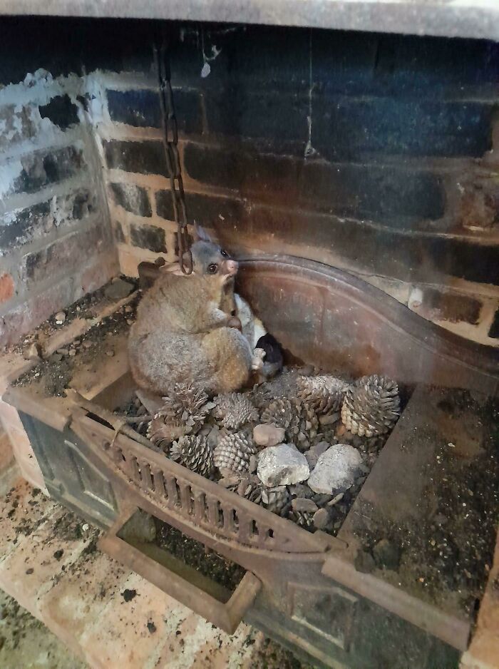 Small wild animal resting inside an old fireplace surrounded by pinecones in a surprising animal encounter.