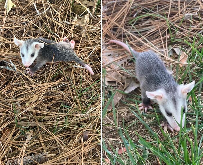 Two young opossums in natural surroundings showing wild and wholesome animal encounters that took people by surprise.