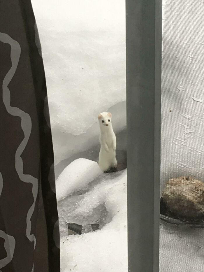 A wild animal standing upright in snowy backyard, showcasing a surprising and wholesome animal encounter through a window.