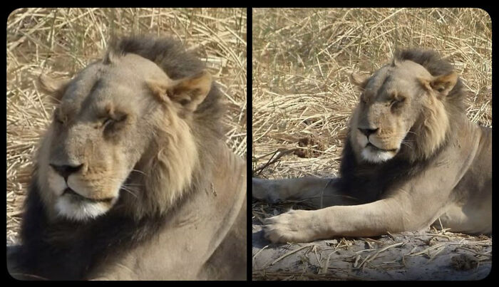 Two side-by-side images of a male lion with a very short, spiky mane, showing a bad hair mistake.
