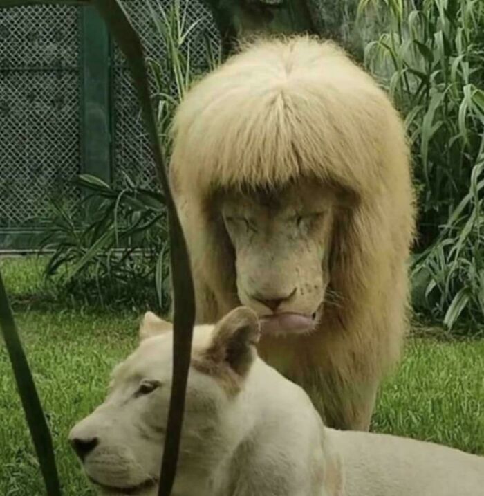 A lion with an unusual blonde, bowl-cut mane, a hilarious bad hair mistake, looks over another white lion.