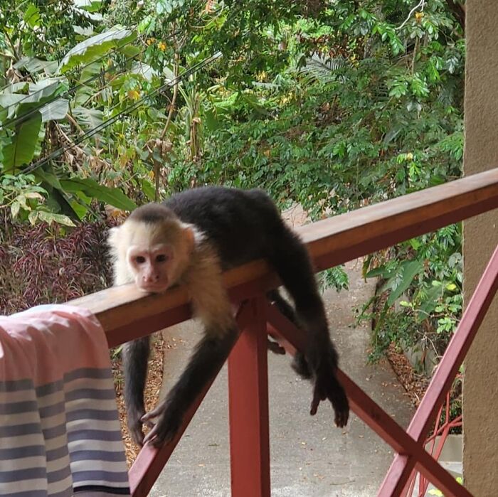 Capuchin monkey resting on a wooden railing in a wild and wholesome animal encounter in a green outdoor setting.