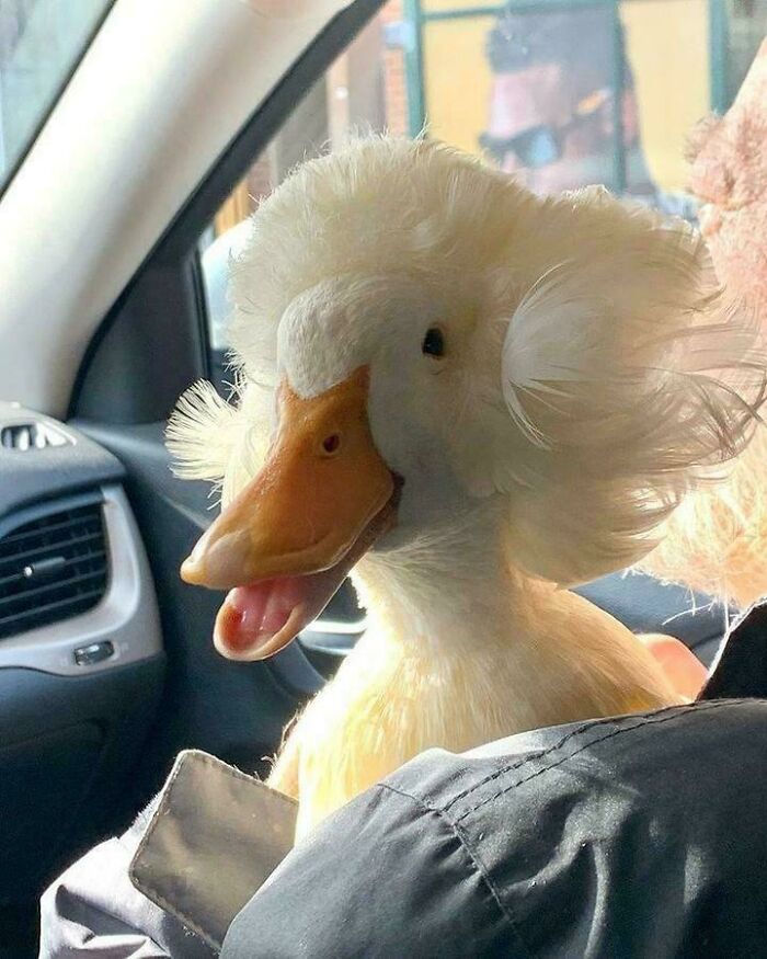 Duck with a hilariously bad hair mistake, exhibiting a fluffy white, almost pompadour-like hairstyle while in a car.