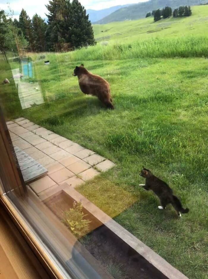 Bear and cat encounter in a grassy yard near a house, showcasing wild and wholesome animal encounters in nature.