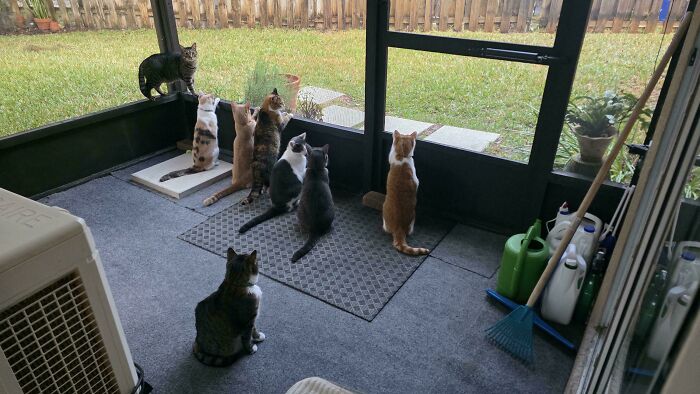 Hilariously adorable cats caught planning their next move, observing outside from a screened porch.