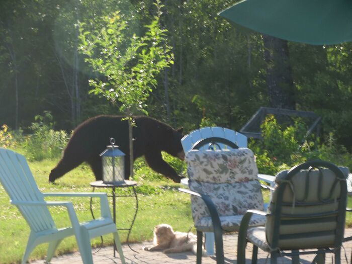 Black bear walking near outdoor patio chairs and a dog in a wild and wholesome animal encounter surprise.