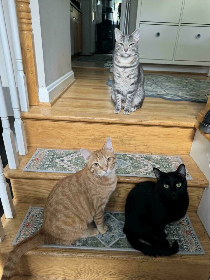 Hilariously adorable cats caught planning their next move, gathered on a wooden staircase.