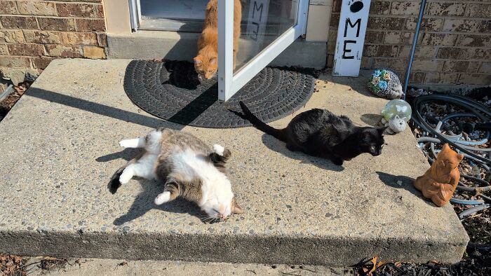 Hilariously adorable cats caught planning their next move, relaxing on a sunny doorstep.