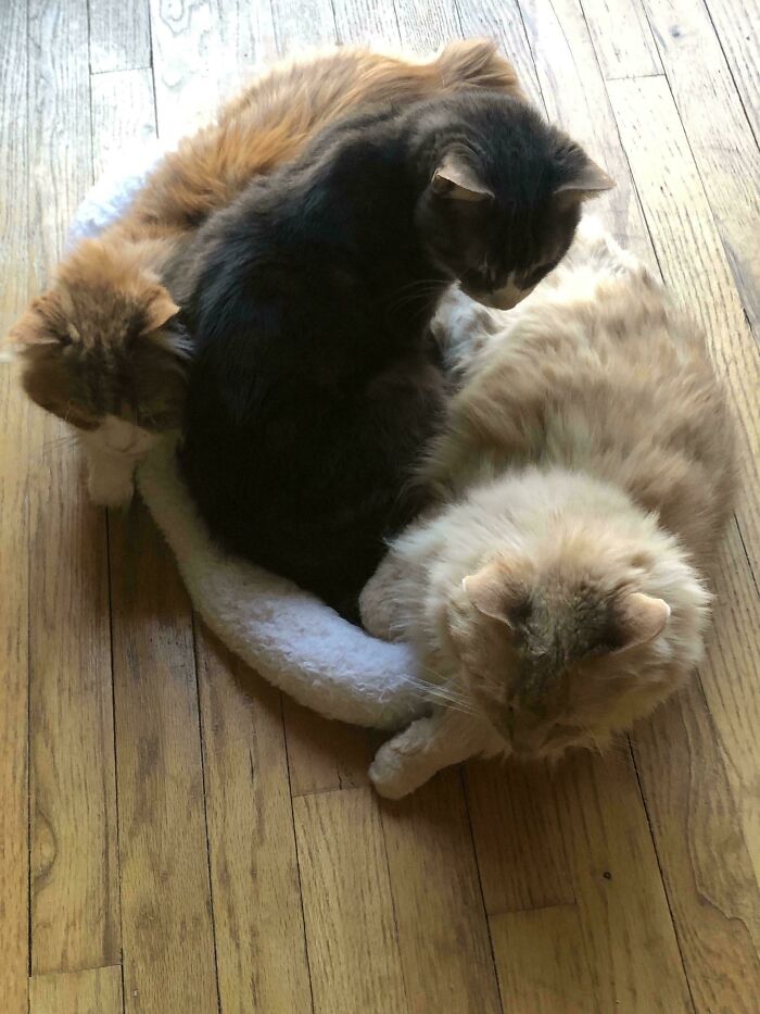Three adorable cats, two ginger and one dark, snuggled in a circle, caught planning their next move.