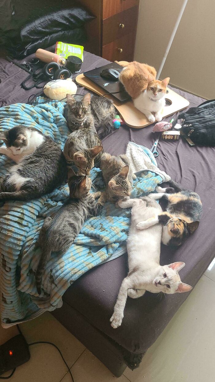 Numerous hilariously adorable cats gathered on a bed, caught planning their next move in a cozy room.