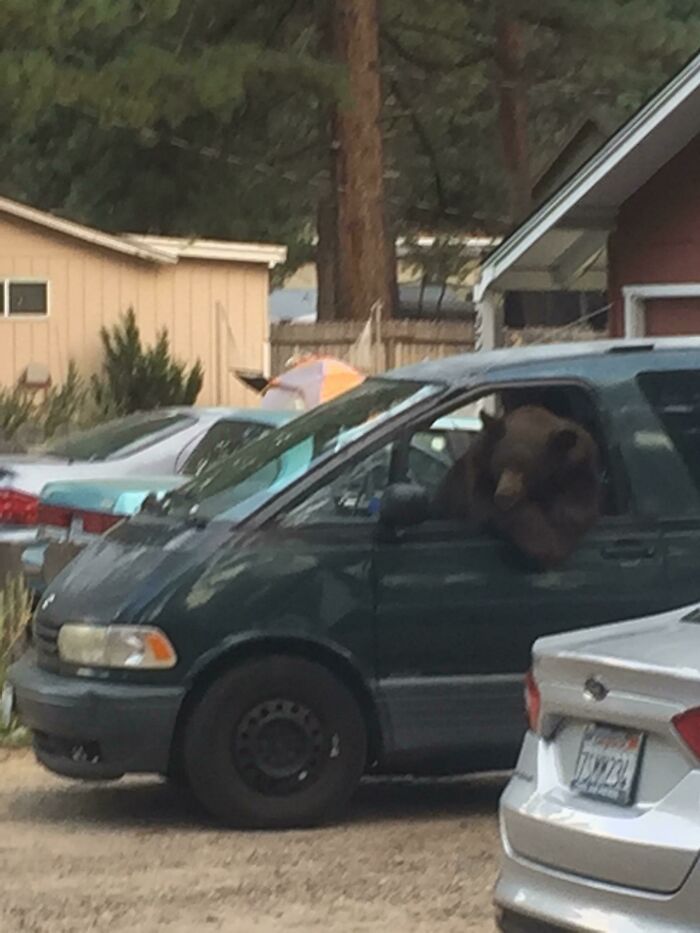 Bear calmly leaning out of a parked car window during a wild and wholesome animal encounter in a neighborhood setting.