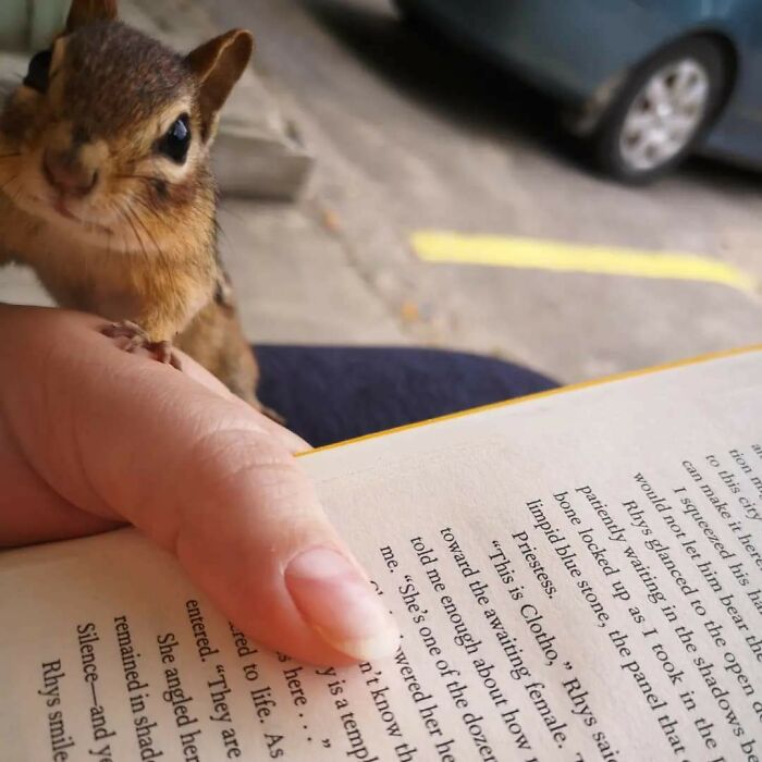 Close-up of a wild squirrel on a person's hand during a surprising animal encounter outdoors with a book nearby.