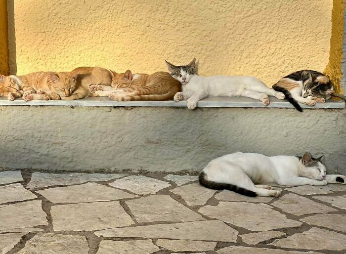 A group of hilariously adorable cats, some sleeping, some awake, caught planning their next move outdoors.