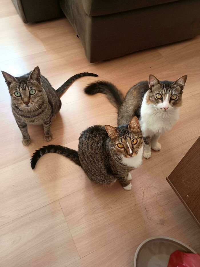 Three adorable cats with striking eyes caught planning their next move on a wooden floor.