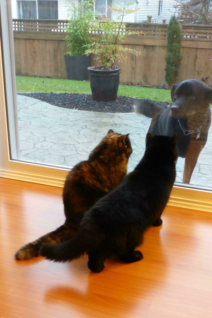 Two hilariously adorable cats sitting by a glass door, looking at a dog outside, caught planning their next move.