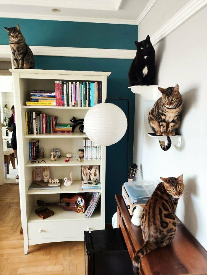 Several hilariously adorable cats positioned on shelves and furniture around a room, caught planning their next move.