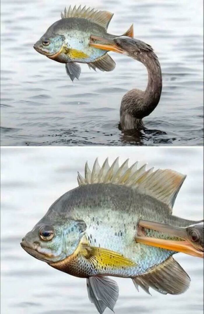 A peculiar thing in real life: a fish with a bird's beak seemingly piercing its body.