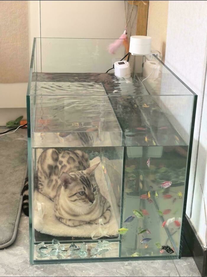 A peculiar thing: a cat resting comfortably in a dry section of an aquarium, watching colorful fish.