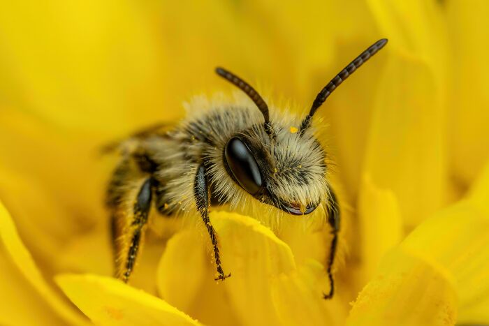 Solitary Bee On A Dandelion