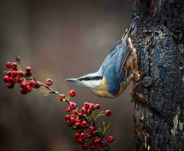 Nuthatch, Millers Wood, Sussex