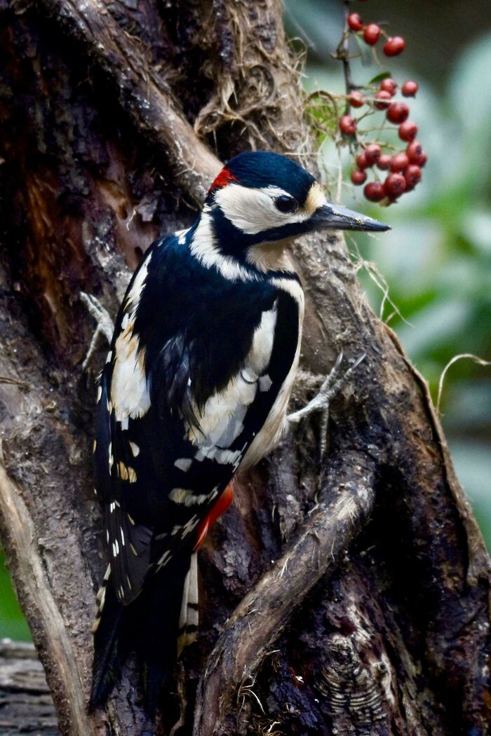 Great Spotted Woodpecker, Sussex, UK
