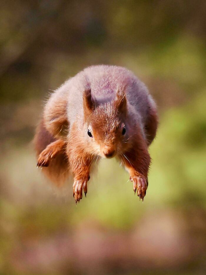 Rare Sighting Of The Legendary Flying Squirrel Of North Yorkshire