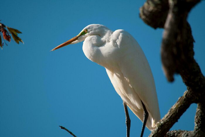 Ardea Alba, Great Egret
