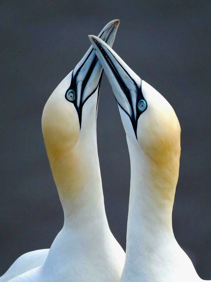Gannets Fencing… Bempton Cliffs