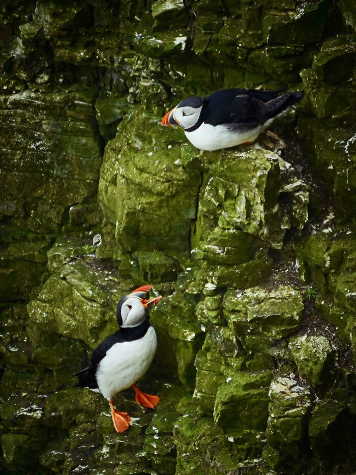 First Puffins Of 2026. Rspb Bempton Cliffs