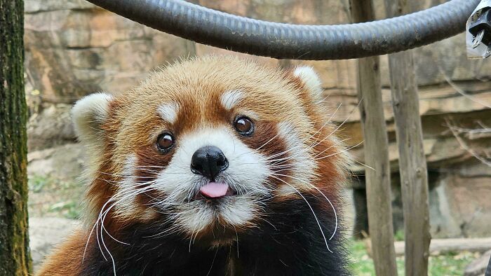 Red Panda (Ailurus Fulgens)