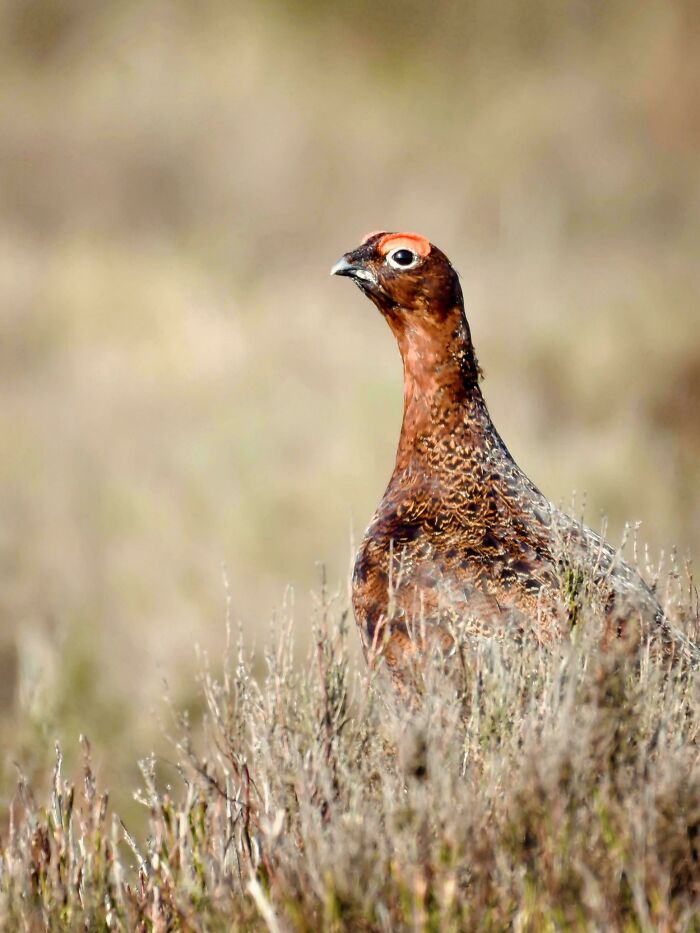Famous Grouse - Red Grouse, Yorkshire Dales