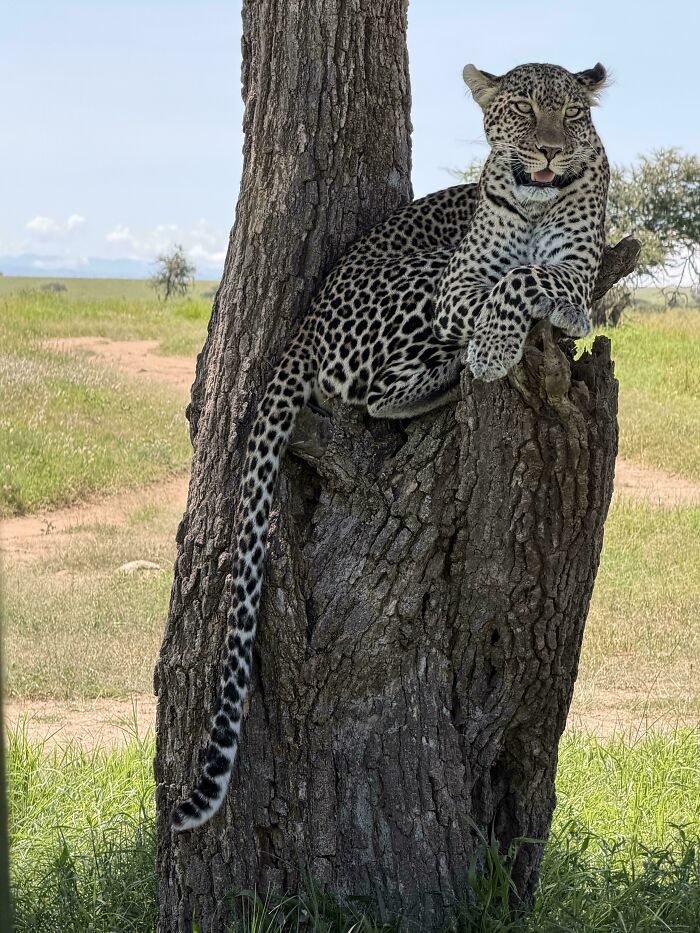 African Leopard (Panthera Pardus Pardus)
