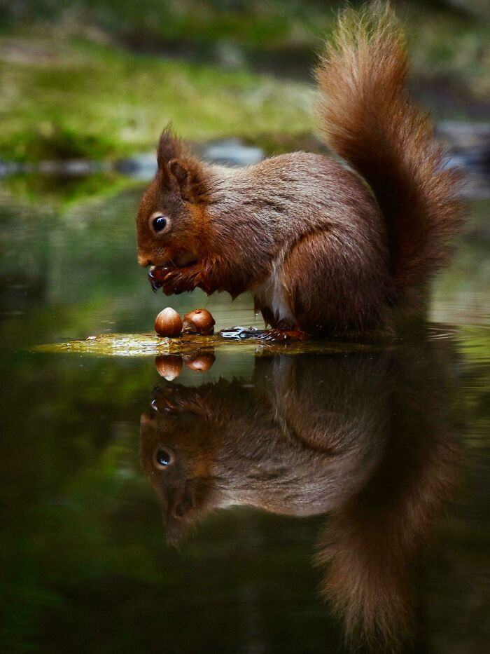 “Solitude” - Red Squirrel, Yorkshire Dales National Park