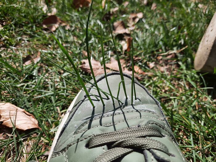 Close-up of grass growing through a shoe, a surprisingly not interesting detail from the community.