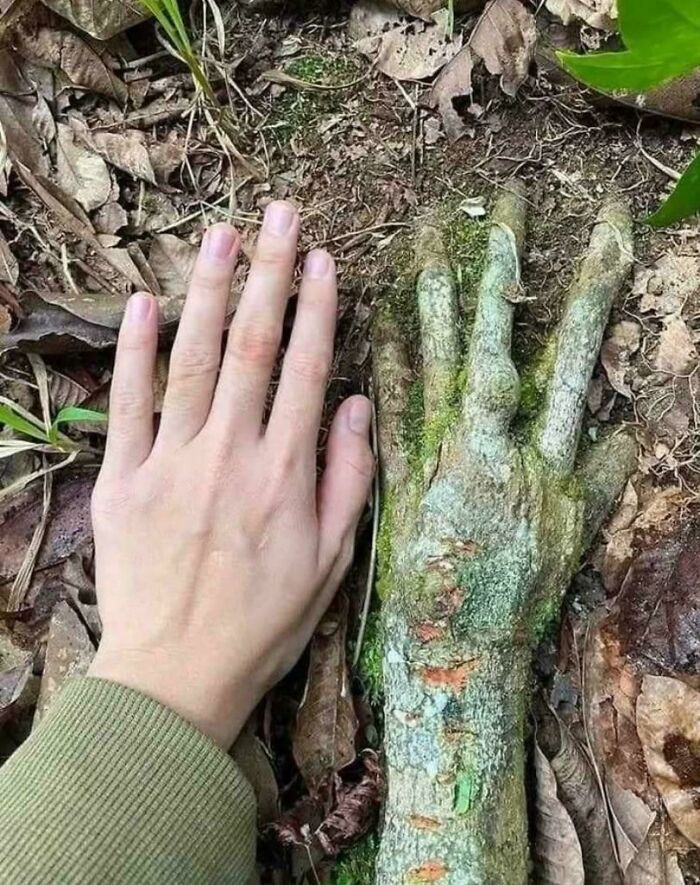 Hand next to mossy tree root shaped like a hand on forest ground