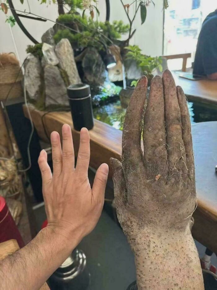 Comparison of human hand and a large, dirty hand sculpture covered with soil