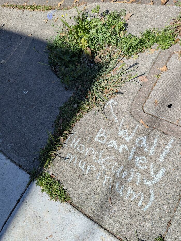 Chalk writing on a sidewalk next to a patch of grass, pointing to 'Wall Barley', a mildly interesting picture.