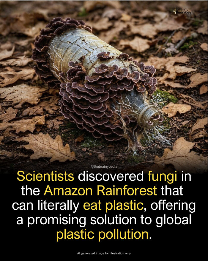 Plastic bottle covered in fungi, highlighting fascinating facts about plastic-eating fungi in the Amazon.