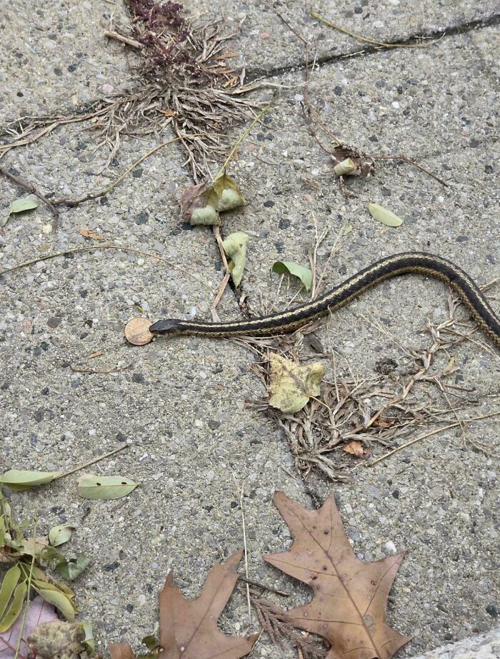 A snake with a penny on its head. Fascinating pics & quick facts for a brain boost.