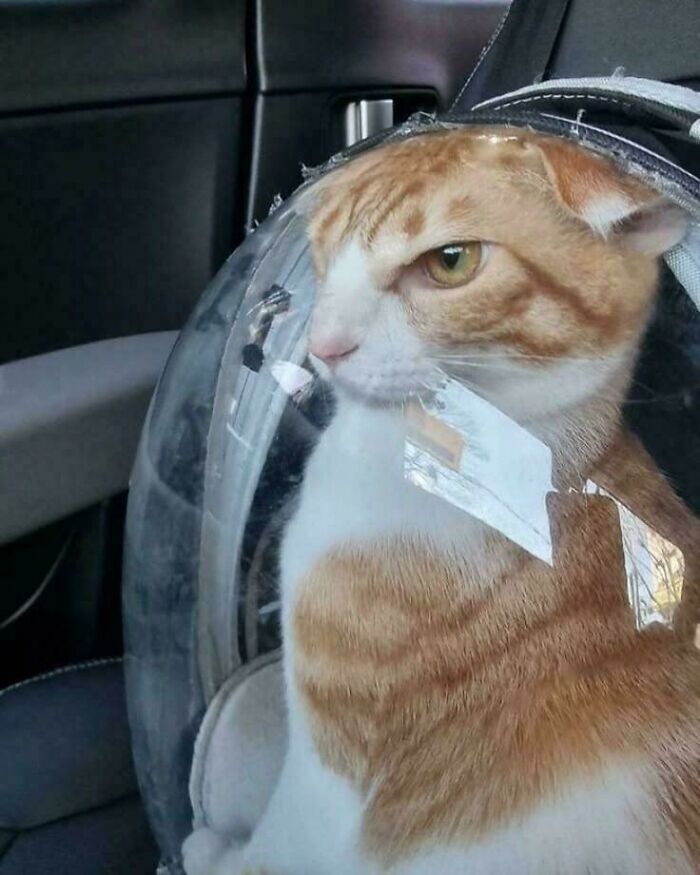 An orange and white cat looking out from a clear, peculiar space-themed pet carrier. People spotted this peculiar thing in real life.