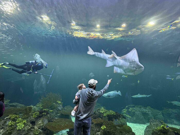A dad holding a baby points at a large ray swimming in an aquarium, with a diver in the background.
