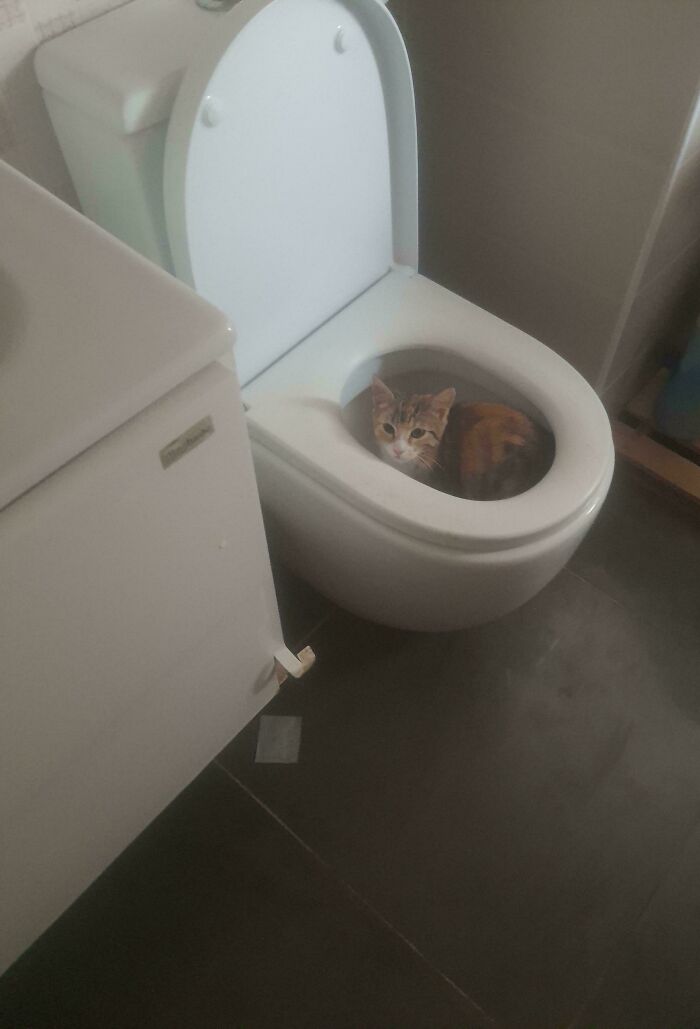 A small tabby cat curiously sitting inside a toilet bowl, an image from a not interesting community.
