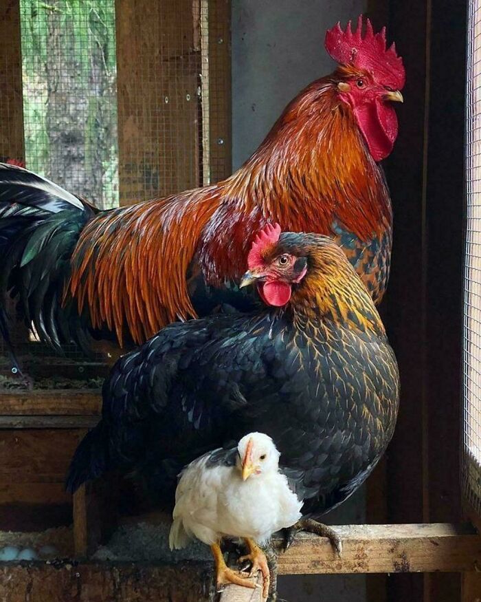 Three generations of poultry, including a rooster, hen, and chick, in a shot resembling an Accidental Renaissance painting.