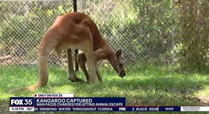 Kangaroo captured after man ignored gut warning letting animal escape in fenced outdoor enclosure with grass and trees.