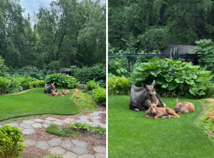 Moose and calves resting peacefully on grass in a backyard, a rare and wholesome animal encounter in nature.